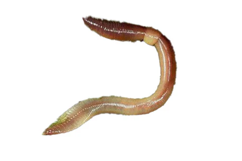 Mistwurm (Eisenia)